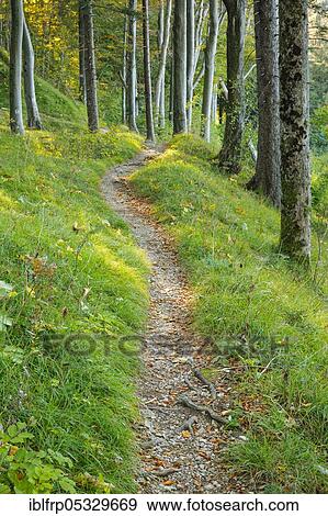 Stock Photo - Forest trail, Basel Jura, Basel-Land, Switzerland, Europe. Fotosearch