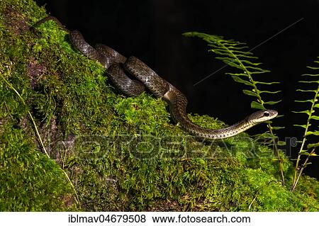 Forest Water Snake (Thamnosophis infrasignatus) crawls on moss, Annjozorobe Reserve, Madagascar, Africa View Large Photo Image Stock Photo - Forest Water Snake (Thamnosophis infrasignatus) crawls on moss, Annjozorobe Reserve, Madagascar, Africa. Fotosearch