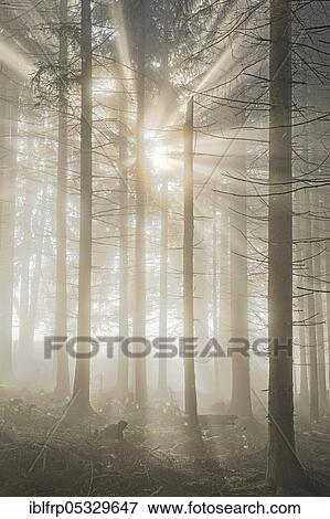 Forest with wafts of mist, Schwyz, Switzerland, Europe View Large Photo Image Stock Photo - Forest with wafts of mist, Schwyz, Switzerland, Europe. Fotosearch