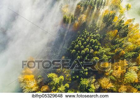Forest with wafts of mist, Zuercher Oberland, Switzerland, Europe View Large Photo Image Stock Photo - Forest with wafts of mist, Zuercher Oberland, Switzerland, Europe. Fotosearch