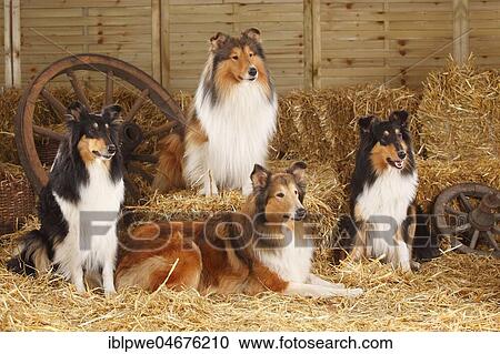 Four Scottish Shepherds sitting in the straw View Large Photo Image Stock Image - Four Scottish Shepherds sitting in the straw. Fotosearch