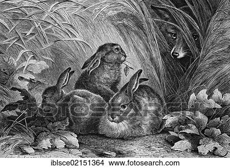 Fox watching hares, historical engraving, 1869 View Large Photo Image Picture - Fox watching hares, historical engraving, 1869. Fotosearch