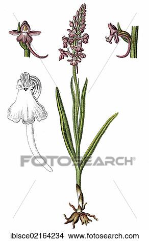 Picture - Fragrant orchid (Gymnadenia conopsea), medicinal plant, crop plant, chromolithography, about 1870. Fotosearch