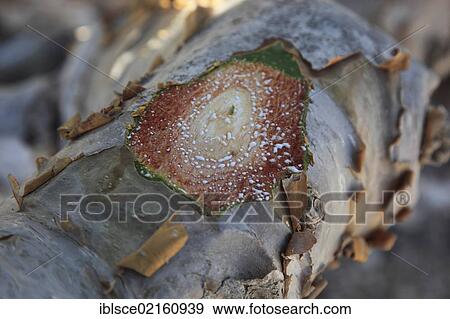 Stock Photo - Frankincense Tree (Boswellia sacra carterii), emerging sap dries to produce frankincense beads, Wadi Dawqah, incense tree plantation, UNESCO World Heritage Site, Dhofar region, Oman, Arabian Peninsula, Middle East, Asia. Fotosearch