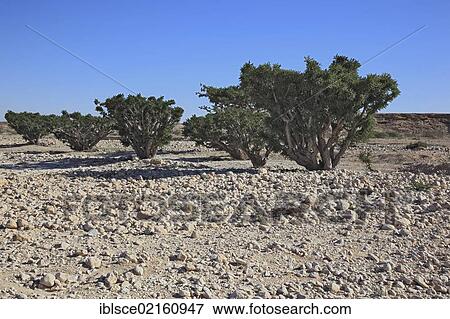 Stock Photo - Frankincense Trees (Boswellia sacra carterii), Wadi Dawqah, incense tree plantation, UNESCO World Heritage Site, Dhofar region, Oman, Arabian Peninsula, Middle East, Asia. Fotosearch