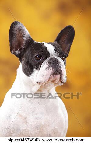 Stock Image - French Bulldog, Bitch, animal animal portrait. Fotosearch