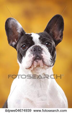 Stock Photo - French Bulldog, Bitch, animal animal portrait. Fotosearch