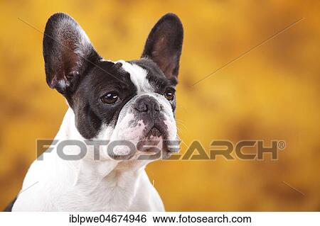 Stock Photograph - French Bulldog, Bitch, animal animal portrait. Fotosearch