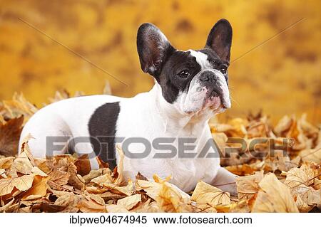 French bulldog, bitch lies in autumn leaves View Large Photo Image Stock Photography - French bulldog, bitch lies in autumn leaves. Fotosearch