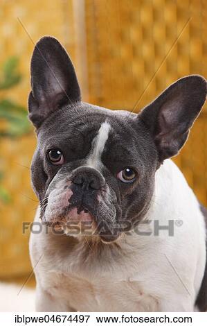 French Bulldog, blue-white, female, 4 years, animal portrait View Large Photo Image Stock Photo - French Bulldog, blue-white, female, 4 years, animal portrait. Fotosearch
