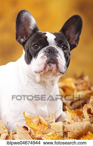 Picture - French bulldog, female, animal portrait, lies in autumn leaves. Fotosearch
