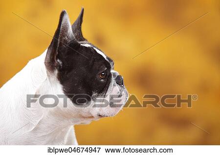 French bulldog, female, animal portrait, side View Large Photo Image Stock Photo - French bulldog, female, animal portrait, side. Fotosearch