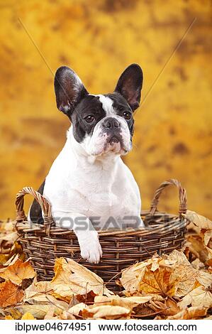 French bulldog, female in basket in autumn leaves View Large Photo Image Stock Image - French bulldog, female in basket in autumn leaves. Fotosearch
