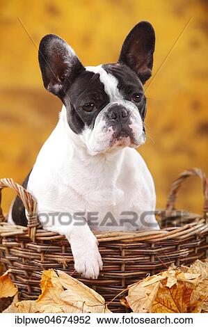 Stock Image - French bulldog, female in basket in autumn leaves. Fotosearch