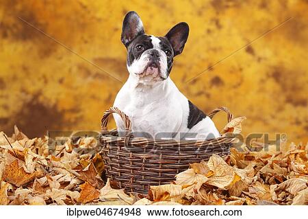 Stock Photo - French bulldog, female in basket in autumn leaves. Fotosearch
