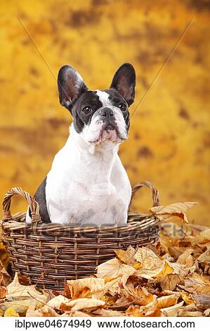 French bulldog, female in basket in autumn leaves View Large Photo Image Stock Photo - French bulldog, female in basket in autumn leaves. Fotosearch