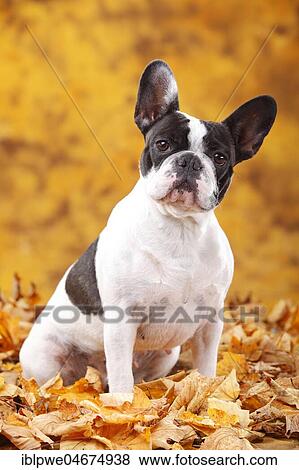 Stock Photo - French bulldog, female, sits in autumn leaves. Fotosearch