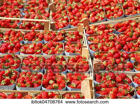 Fresh Strawberries (Fragaria) in wooden boxes at a market stand, Bremen, Germany, Europe View Large Photo Image Picture - Fresh Strawberries (Fragaria) in wooden boxes at a market stand, Bremen, Germany, Europe. Fotosearch
