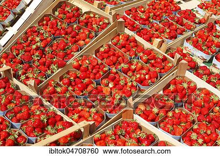 Fresh Strawberries (Fragaria) in wooden boxes at a market stand, Bremen, Germany, Europe View Large Photo Image Stock Image - Fresh Strawberries (Fragaria) in wooden boxes at a market stand, Bremen, Germany, Europe. Fotosearch