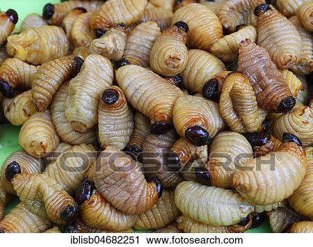 Fried caterpillars, Chillva Market, Phuket, Thailand, Asia View Large Photo Image Stock Image - Fried caterpillars, Chillva Market, Phuket, Thailand, Asia. Fotosearch
