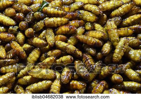 Fried pupated caterpillars, Chillva Market, Phuket, Thailand, Asia View Large Photo Image Stock Photo - Fried pupated caterpillars, Chillva Market, Phuket, Thailand, Asia. Fotosearch