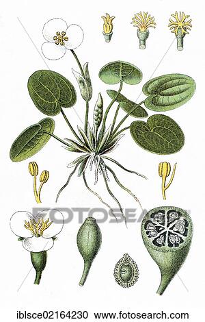 Frogbit (Hydrocharis morsus-ranae), medicinal plant, crop plant, chromolithography, about 1870 View Large Photo Image Stock Image - Frogbit (Hydrocharis morsus-ranae), medicinal plant, crop plant, chromolithography, about 1870. Fotosearch