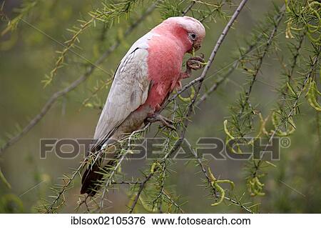 Stock Photograph - Galah or Rose-breasted Cockatoo (Eolophus roseicapillus), adult, feeding, Outback, Northern Territory, Australia, Oceania. Fotosearch