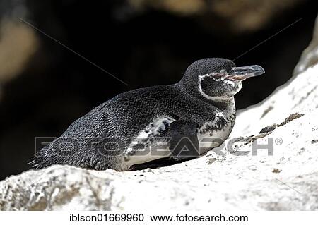 Stock Image - Galapagos Penguin (Spheniscus mendiculus), adult resting on rocks, Galapagos Islands, Pacific Ocean. Fotosearch