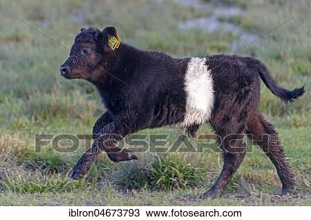 Galloway cattle, calf running in a meadow, Germany, Europe View Large Photo Image Stock Image - Galloway cattle, calf running in a meadow, Germany, Europe. Fotosearch