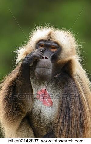 Gelada baboon or gelada (Theropithecus gelada), Stuttgart, Baden-Wuerttemberg, Germany, Europe View Large Photo Image Stock Photo - Gelada baboon or gelada (Theropithecus gelada), Stuttgart, Baden-Wuerttemberg, Germany, Europe. Fotosearch