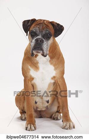 German boxer, bitch, 11 years old, old dog, sitting View Large Photo Image Picture - German boxer, bitch, 11 years old, old dog, sitting. Fotosearch