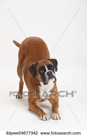 German boxer, bitch, 5 years, bow, challenge View Large Photo Image Stock Image - German boxer, bitch, 5 years, bow, challenge. Fotosearch