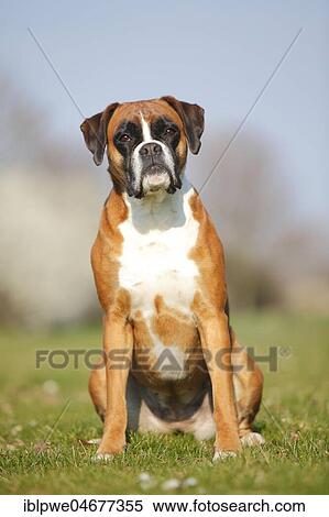 German boxer, bitch, 5 years old, sitting in a meadow View Large Photo Image Stock Photography - German boxer, bitch, 5 years old, sitting in a meadow. Fotosearch