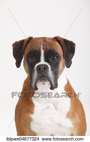 Picture - German boxer, female, 5 years, animal portrait. Fotosearch
