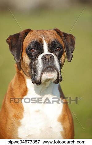 Stock Photo - German boxer, female, 5 years, animal portrait. Fotosearch