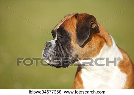 German Boxer, female, 5 years, animal portrait, side view View Large Photo Image Stock Photo - German Boxer, female, 5 years, animal portrait, side view. Fotosearch