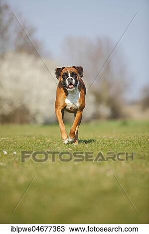 German Boxer, female, 5 years, running View Large Photo Image Stock Image - German Boxer, female, 5 years, running. Fotosearch