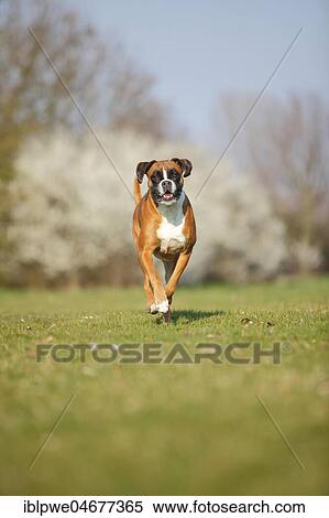 Stock Photography - German Boxer, female, 5 years, running. Fotosearch