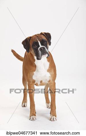 German Boxer, female, 5 years, standing View Large Photo Image Stock Image - German Boxer, female, 5 years, standing. Fotosearch