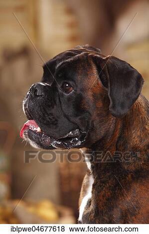 German Boxer, male, animal portrait View Large Photo Image Stock Photo - German Boxer, male, animal portrait. Fotosearch