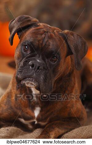 German Boxer, male, lying animal portrait View Large Photo Image Picture - German Boxer, male, lying animal portrait. Fotosearch