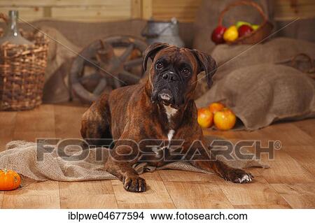 German Boxer, male, lying, decorated in autumn View Large Photo Image Picture - German Boxer, male, lying, decorated in autumn. Fotosearch