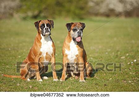 German boxers, two bitches, 5 and 11 years old, sitting in a meadow View Large Photo Image Stock Image - German boxers, two bitches, 5 and 11 years old, sitting in a meadow. Fotosearch