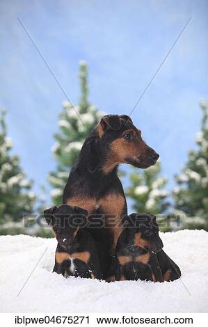 German hunting terrier, bitch with puppy, 6 weeks, sitting in artificial snow, winterly View Large Photo Image Stock Image - German hunting terrier, bitch with puppy, 6 weeks, sitting in artificial snow, winterly. Fotosearch