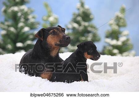 Stock Photograph - German hunting terrier, bitch with puppy, 6 weeks, lying in artificial snow, winterly. Fotosearch