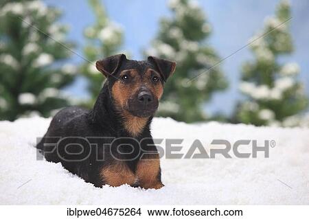 German hunting terrier, female, lies in artificial snow, winterly View Large Photo Image Picture - German hunting terrier, female, lies in artificial snow, winterly. Fotosearch