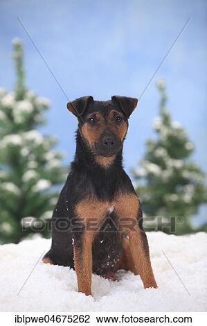 Stock Image - German hunting terrier, female, sits in artificial snow, winterly. Fotosearch