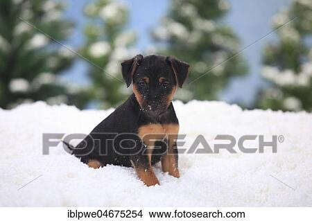 Picture - German hunting terrier, puppy, 6 weeks, sits in artificial snow, winterly. Fotosearch
