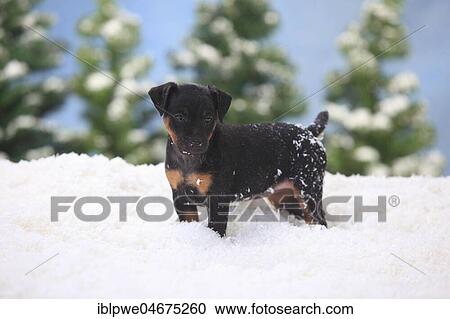 German hunting terrier, puppy, 6 weeks, stands in artificial snow, winterly View Large Photo Image Stock Image - German hunting terrier, puppy, 6 weeks, stands in artificial snow, winterly. Fotosearch