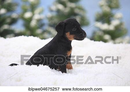 Stock Photo - German hunting terrier, puppy, 6 weeks, sits in artificial snow, winterly. Fotosearch